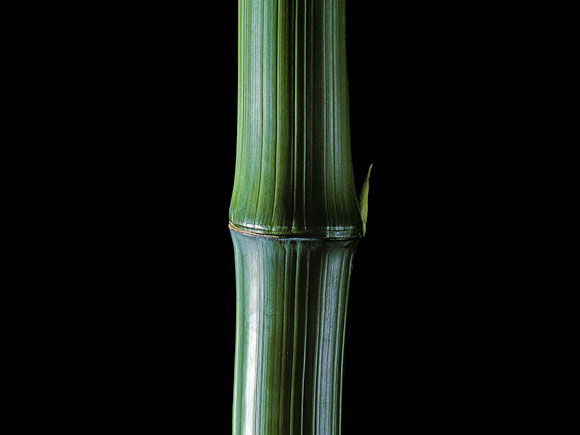 Bamboo black